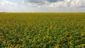 A field of sunflowers under a cloudy sky