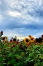 A field of sunflowers under a turbulent cloudy blue sky Royalty Free Stock Photo