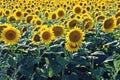 Sunflower field in Babadag, Romania. Royalty Free Stock Photo