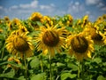 A field of sunflowers, where their yellow petals create a stunning contrast with the clear blue sky, evoking the essence of