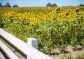 Field of sunflowers with white fence