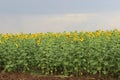 Field of sunflowers Royalty Free Stock Photo