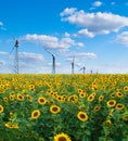 Field of sunflowers and wind power station Royalty Free Stock Photo