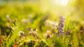 Field with sunlight. Summer meadow, blur flowers and grass background