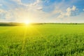 Field, sunrise and sky