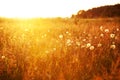 Field at sunset