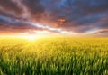 Field during sunset. Agricultural landscape at the summer time. Industrial landscape as a background. Royalty Free Stock Photo