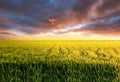 Field during sunset. Agricultural landscape at the summer time. Industrial landscape as a background. Royalty Free Stock Photo