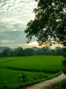 Field in the sunset