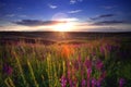 Field sunset Royalty Free Stock Photo
