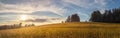 Field at sunset - summer evening in the countryside Royalty Free Stock Photo