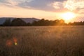 Field at sunset - summer evening in the countryside Royalty Free Stock Photo