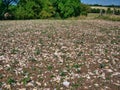 A field of superficial deposits of clay with flints in farmland Royalty Free Stock Photo