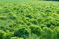 Agricultural field in springtime with young sida plants