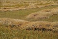 A field of swathed wheat Royalty Free Stock Photo