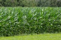 Field of sweet corn plants green leaves