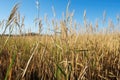 field of switchgrass, a common source for biofuel