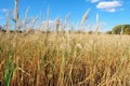 field of switchgrass, a common source for biofuel