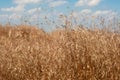 field of tall brown grass against a blue sky with small white clouds Royalty Free Stock Photo