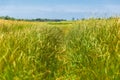 Field with tall, dense, lush grass with bright blue sky