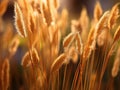 Field of tall, golden grass with sun shining down on it. The grass is swaying in wind, creating an idyllic and peaceful