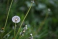 Field of tall grass with dandelions swaying in wind Royalty Free Stock Photo