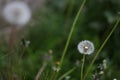 Field of tall grass with dandelions swaying in wind Royalty Free Stock Photo