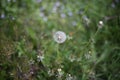 Field of tall grass with dandelions swaying in wind Royalty Free Stock Photo
