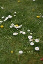 Field of tall grass with dandelions swaying in wind Royalty Free Stock Photo