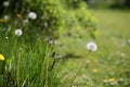 Field of tall grass with dandelions swaying in wind Royalty Free Stock Photo