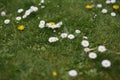 Field of tall grass with dandelions swaying in wind Royalty Free Stock Photo