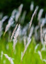 A field of tall grass.And green grass. Royalty Free Stock Photo