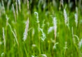 A field of tall grass.And green grass. Royalty Free Stock Photo