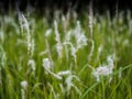 A field of tall grass.And green grass. Royalty Free Stock Photo