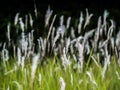 A field of tall grass.And green grass. Royalty Free Stock Photo