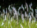 A field of tall grass.And green grass. Royalty Free Stock Photo