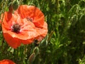 Wild red poppies growing in tall grass Royalty Free Stock Photo