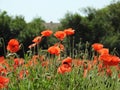 Wild red poppies growing in tall grass Royalty Free Stock Photo