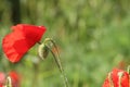 Wild red poppies growing in tall grass Royalty Free Stock Photo