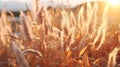 a field of tall grass with the sun setting behind it Royalty Free Stock Photo