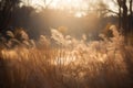 a field of tall grass with the sun shining through the trees in the background and the grass blowing in the wind in the Royalty Free Stock Photo