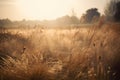 a field of tall grass with the sun shining through the trees in the background and the grass blowing in the wind in the Royalty Free Stock Photo