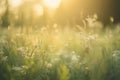 a field of tall grass with the sun shining through the trees in the background and the grass in the foreground is green and white Royalty Free Stock Photo