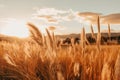 a field of tall grass at sunset with mountains in the background Royalty Free Stock Photo