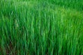 A field of tall green grass. Thickets of steppe grasses as a background. Hard steppe grass Royalty Free Stock Photo