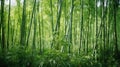 Field of tall, slender bamboo stalks