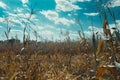 Harvesting Corn for Biofuel Production