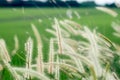 The Field of Tall Wild Grass: Nature\'s Background in a Beautiful Blur of Green Meadow Royalty Free Stock Photo