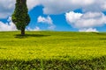 Field of tea leaves as far as the eye can see near Thika