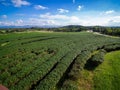 Field of Tea Plantation in a Row Royalty Free Stock Photo